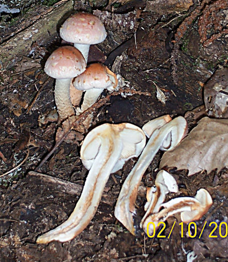 Tra i castagni...e i porcini!!